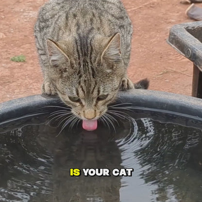 The PurrKit's 3.2L/108oz Pet Water Fountain