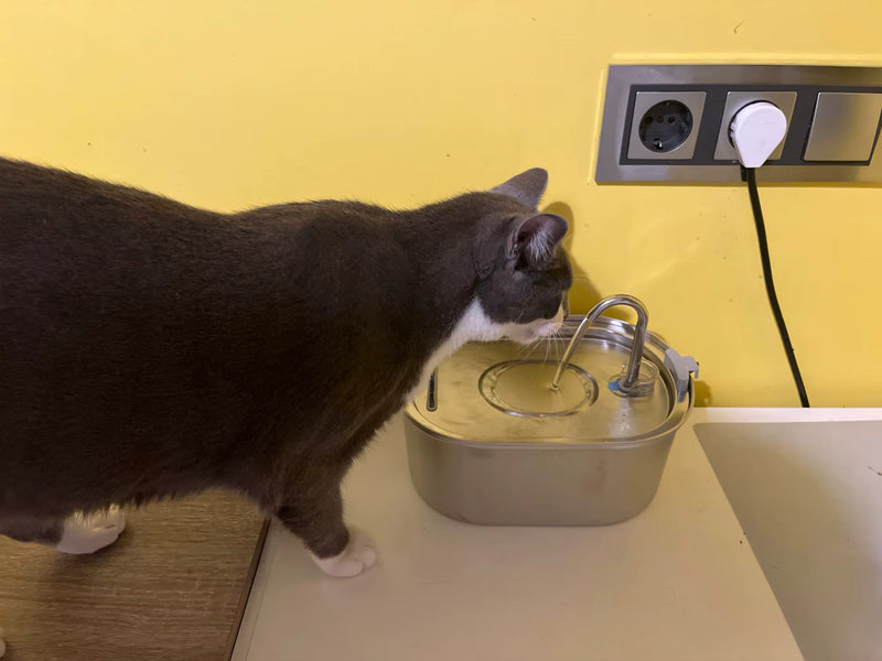 Cat drinking from stainless steel fountain